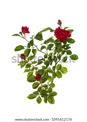 Closeup of a branch with red roses, isolated on white background.