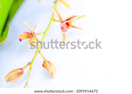 Cymbidium aloifolium Orchid in white background . Select focus.