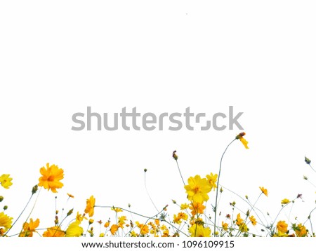 Orange and Yellow Cosmos flowers on white background.