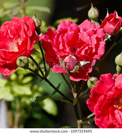 Branch of blooming red roses in the garden