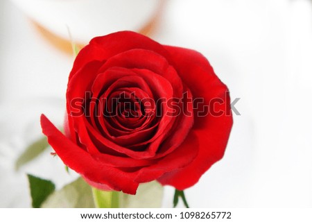 red rose close up, top view