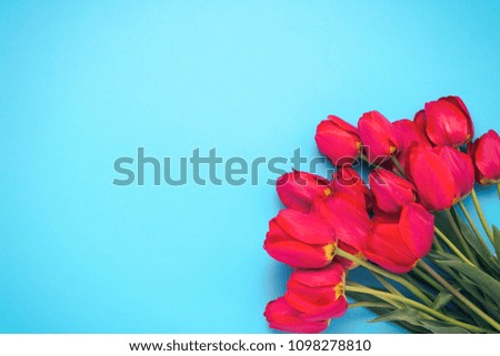 Bouquet of brightly red tulips on a blue background. Concept congratulations and gifts. Flat lay, top view.