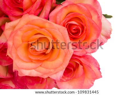 roses border