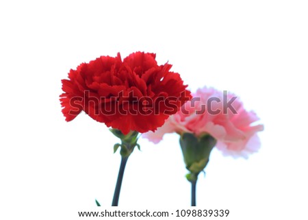 Two carnation flowers