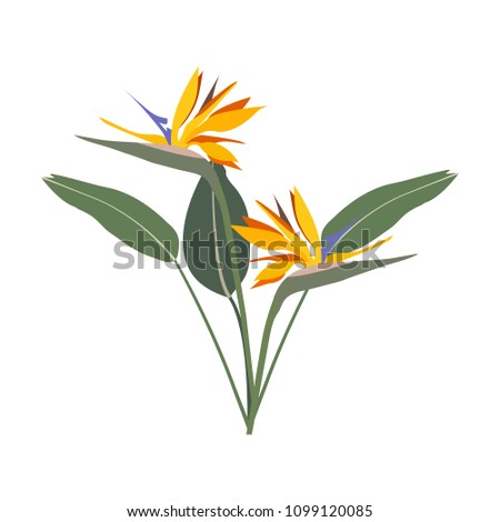 Vector illustration of strelitzia. A flower of a bird of paradise on a white isolated background. Template for postcard, logo, web design.