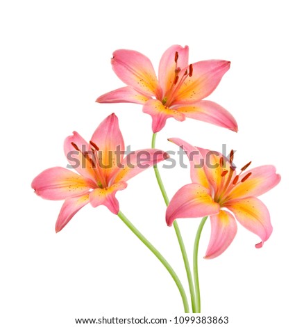 Beautiful Lily flowers on white 