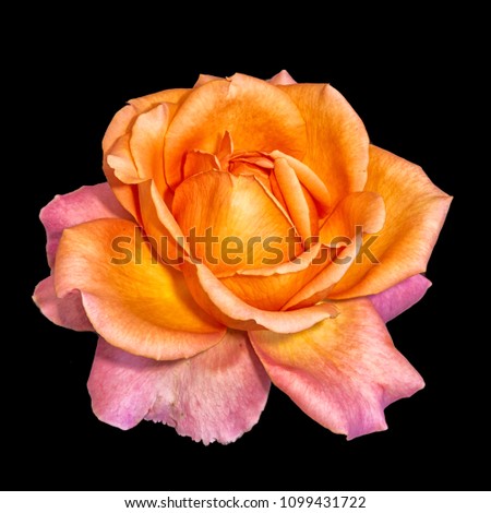 Bright colored fine art still life floral macro flower image of a single isolated orange red flowering blooming rose blossom on black background with detailed texture 
