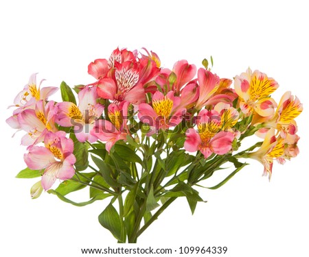 Bouquet of Alstroemeria flowers isolated on white background. Focus on the foreground