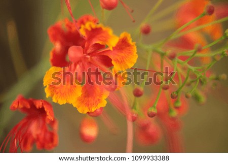 Caesalpinia pulcherrima Sw. tropical plant tree with colorful flowers in red orange and yellow under natural sunlight outdoor.