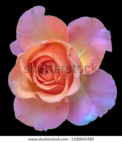 Color fine art still life floral macro flower image of a single isolated orange violet pink flowering blooming rose blossom on black background with detailed texture 
