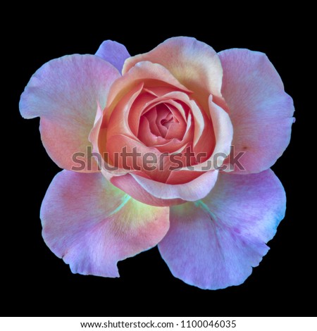 Pastel color fine art still life floral macro flower image of a single isolated red violet pink flowering blooming rose blossom on black background with detailed texture 