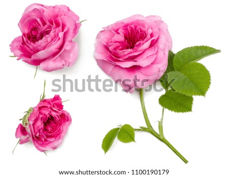 flowers of tea roses isolated on white, top view.