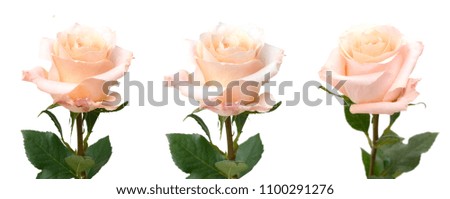 Blooming of pink rose branch closeup