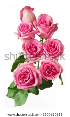 beautiful roses bunch isolated on white background