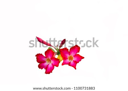 Close up beautiful Impala Lily, Pink Bignonia, Mock Azalea, Desert Rose, white background isolated.
