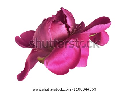 lilac peony  on white background for designers