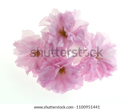 sakura flowers isolated on white.