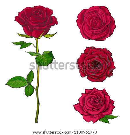 Red rose blooms set with branch of summer flower and different buds in sketch style isolated on white background. Collection of various hand drawn rose blossoms, vector illustration.