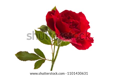 red beautiful rose isolated on white background
