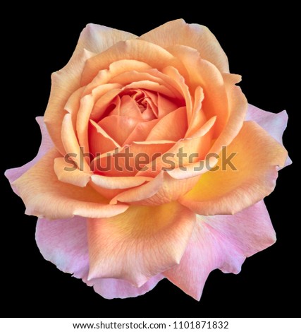 Bright colored fine art still life floral macro flower image of a single isolated orange pink violet flowering blooming rose blossom on black background with detailed texture 
