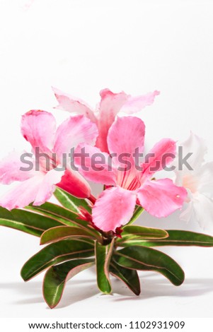 Close up , The beautiful fresh pink Azalea flowers isolated and Green 
stalk flowers on white background.