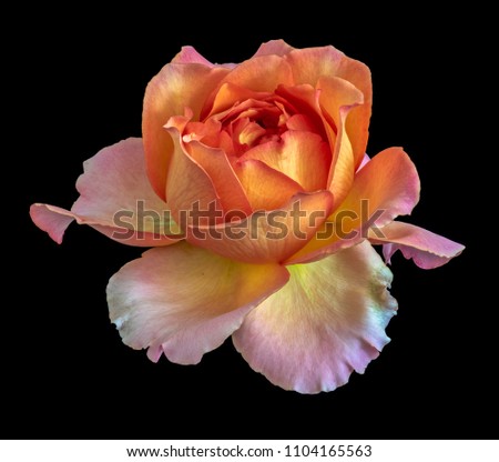 Colorful fine art still life floral macro flower image of a single isolated orange pink flowering blooming rose blossom, black background,detailed texture,vintage painting style 