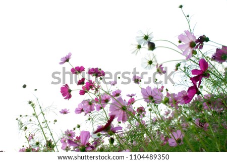 Cosmos flowers blooming in nature