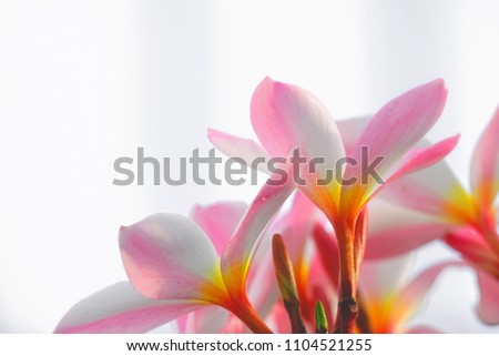 Selective focus close up Pink Plumeria with green leaf on blurry background.                              