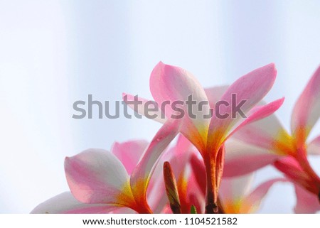 Selective focus close up Pink Plumeria with green leaf on blurry background.      