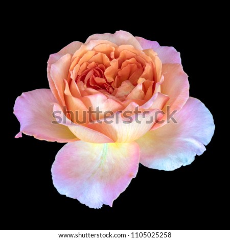 Colorful fine art still life floral macro flower image of a single isolated orange violet flowering blooming rose blossom, black background,detailed texture,vintage painting style 