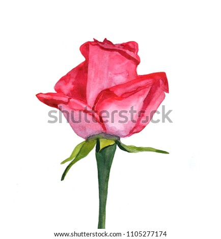 Summer's pink rose isolated on white background. Watercolor illustration.
