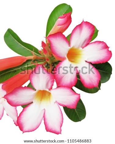 Adenium, light pink flowers with dark pink on the edges