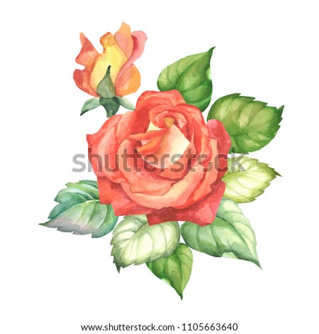 red roses.watercolor flowers on white background