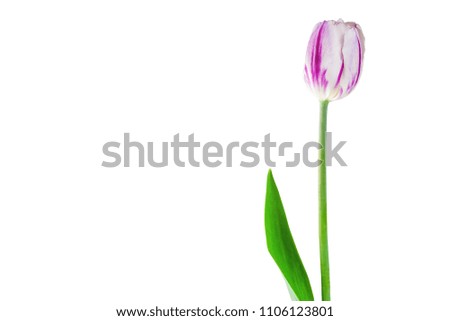 Single tulip flower isolated on white