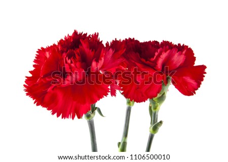 red carnation flowers isolated on white background