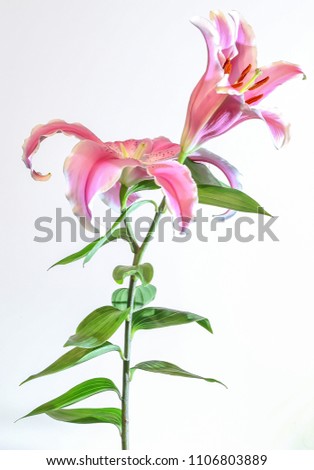 lilly Flowers pink white 