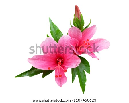 Hibiscus flowers or Chinese rose with leaves isolated on white background