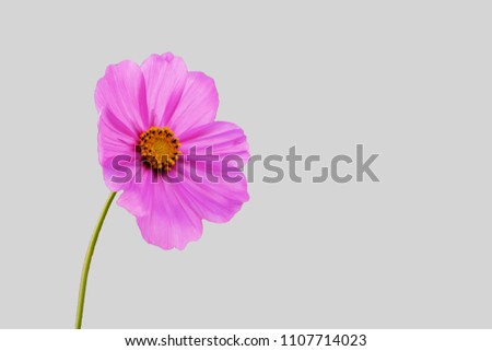 Cosmos flower isolated background
