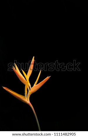 Ginger Lily Flower Stem Isolated on the left hand side of a Black Background