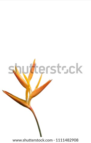 Ginger Lily Flower stem Isolated Lower left of a White Background