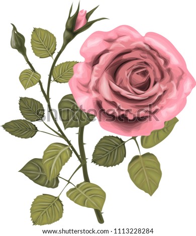 Pink  Roses _ Stylized vector_ Vintage card