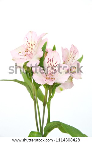 Peruvian lily, lily of the Incas, Alstroemeria with light pink flowers