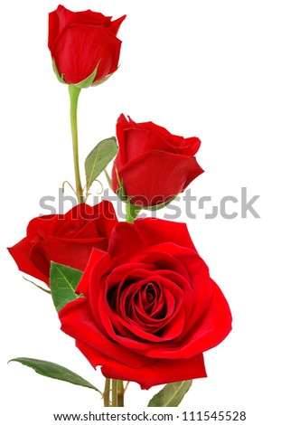 Assorted red rose bunch isolated white