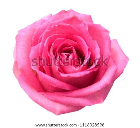 flower of isolate pink rose head