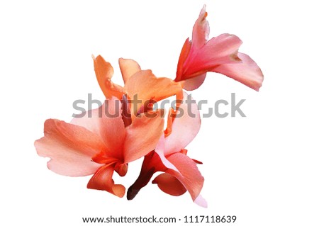 Flowers of iris in the period of active flowering with petals of pink color, isolated image on a white background.