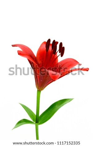 red flower lily on white isolated background, Closeup.