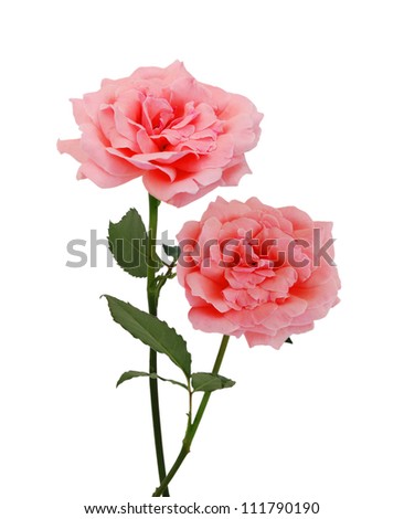 Two pink rose on the white background