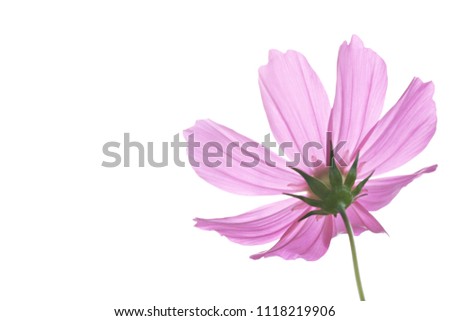 Pink cosmos  selective focus on white background.