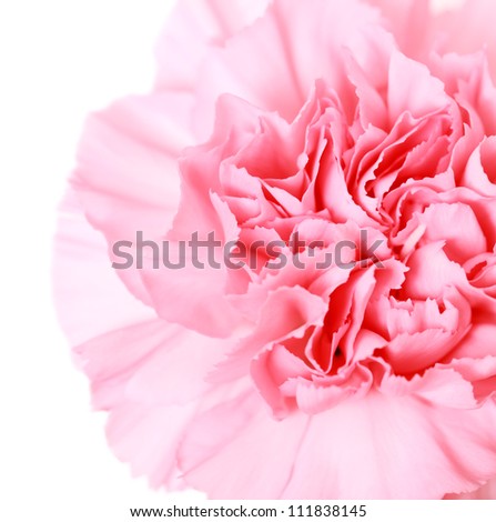 pink carnation on white background