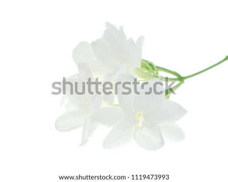 Close up of white jasmine flower isolate on white background.